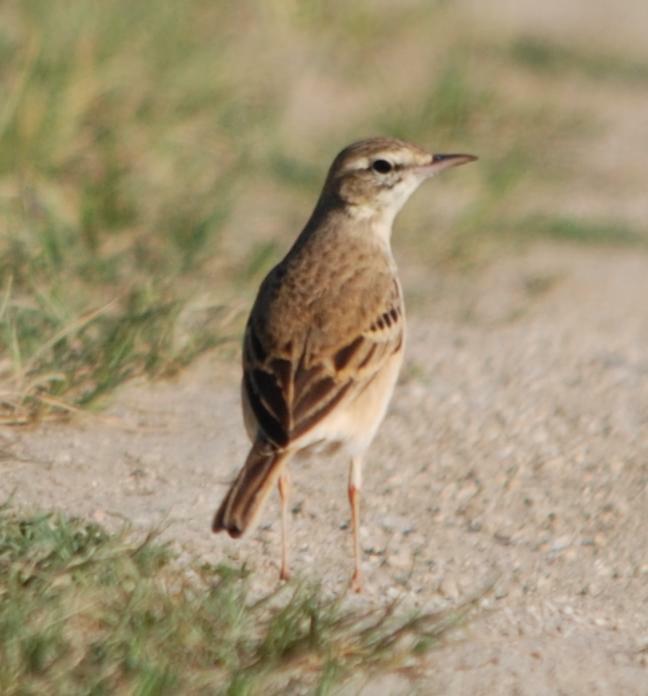 Calandro o Calandro maggiore?